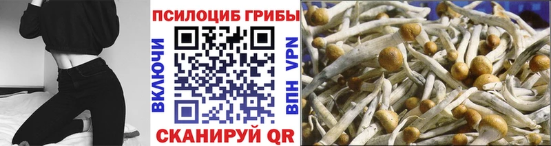 Псилоцибиновые грибы Psilocybe  Купить где  Сургут